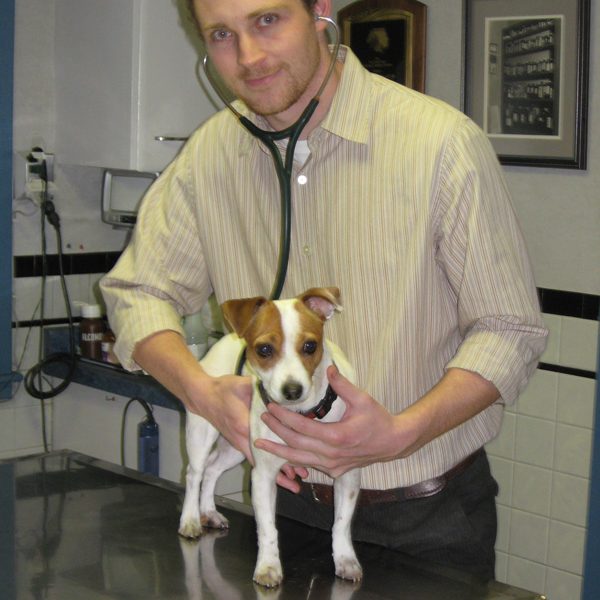 The veterinarian listening to a small white and tan dog with a stethoscope