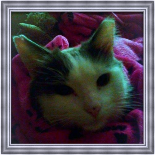 A white and brown cat that has passed wrapped up in a blanket named Robbie